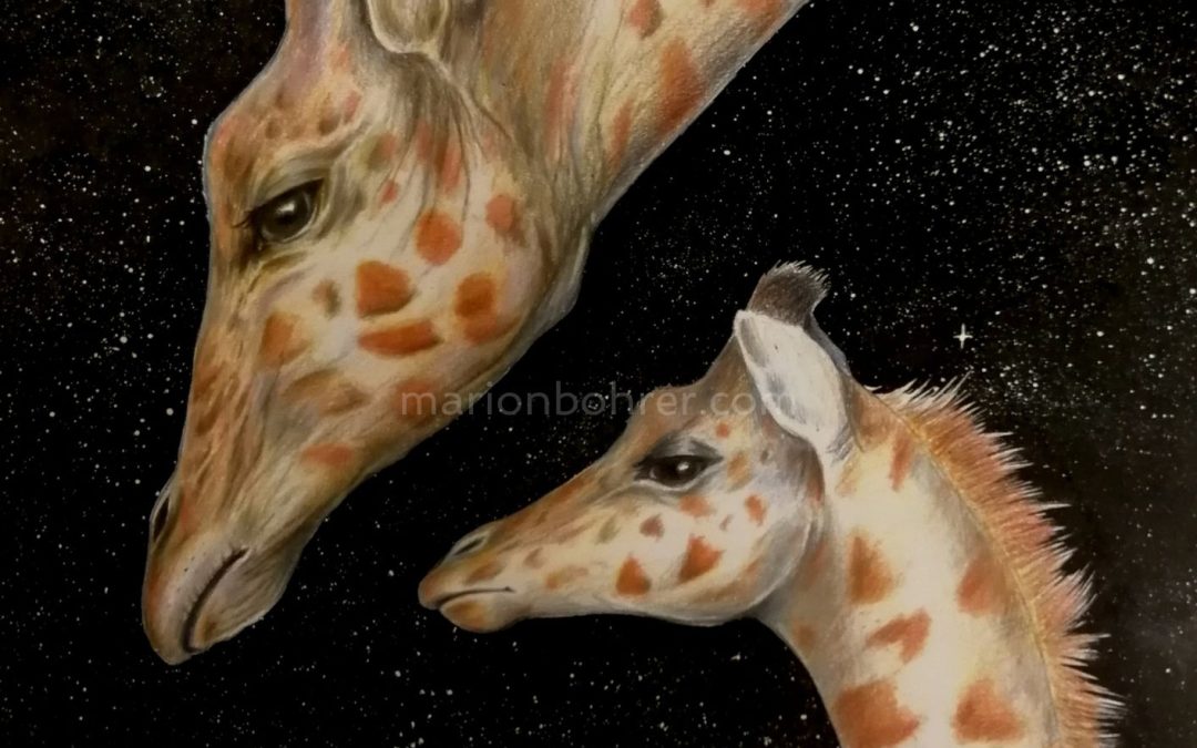 Girafes – Crayons de couleurs
