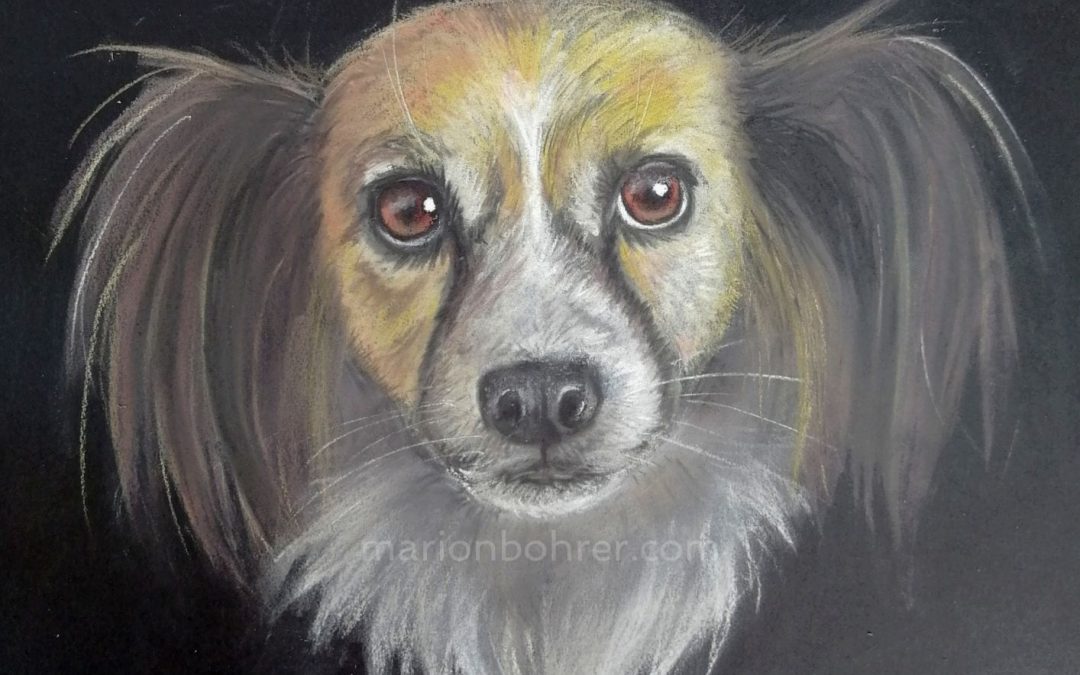 Chien – Pastel sec